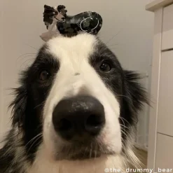 Coucou Suzette Border Collie Hair Claw* Hair Claws