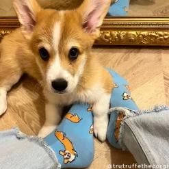 Coucou Suzette Corgi Socks* Cotton Socks