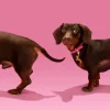 Coucou Suzette Dachshund Key Ring / Pet Tag* Key Rings