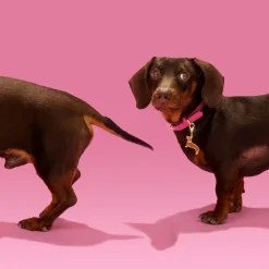 Coucou Suzette Dachshund Key Ring / Pet Tag* Key Rings