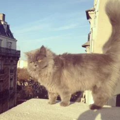 Coucou Suzette Suzette Cat Hair Claw* Hair Claws