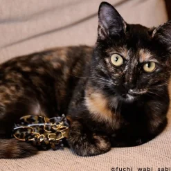 Coucou Suzette Tortoiseshell Cat Hair Claw* Hair Claws